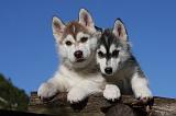 SIBERIAN HUSKY 712